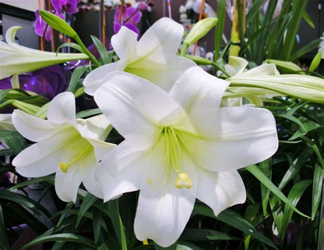 Easter lily care