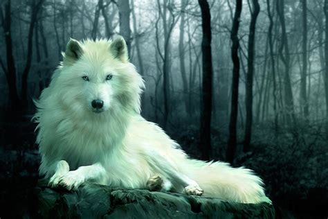 Arctic Wolf Digital Art by Julie L Hoddinott - Fine Art America