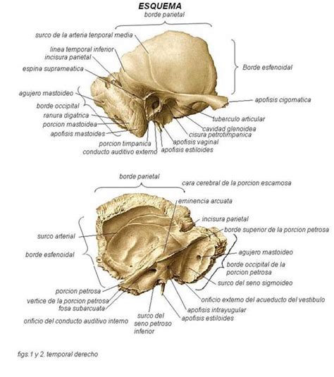 Radiologia e Imagenologia: RADIOLOGÍA DEL HUESO TEMPORAL Y EL OIDO