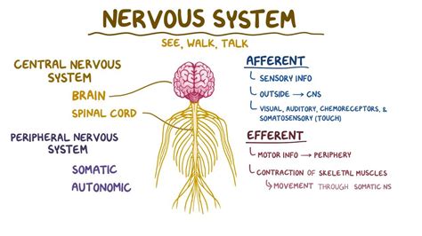 Diagram Of The Nervous System Labeled