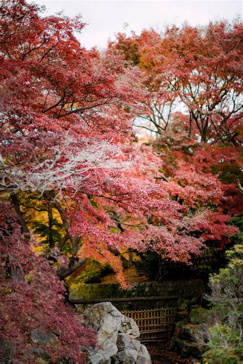 Stunning Spots in Japan to See Fall Foliage - Secret World