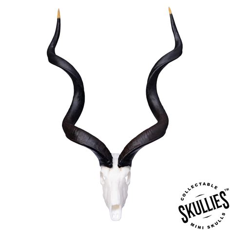 SKULLIES - Miniature Kudu Skull For Sale — Skulls Unlimited ...