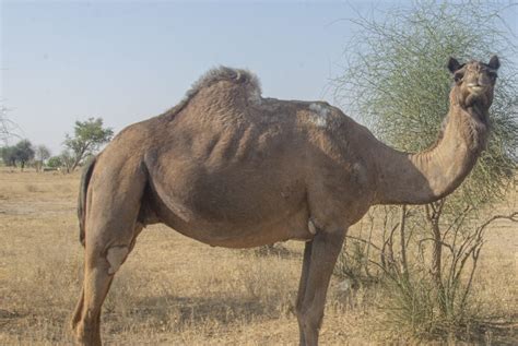 Mammals of Rajasthan - Hope and Beyond