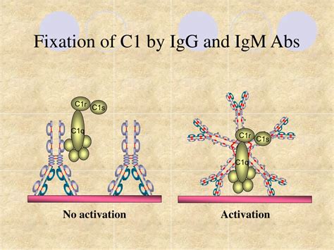 PPT - Immunoglobulins : Structure and Function PowerPoint Presentation - ID:4857300