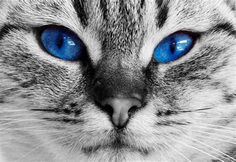 Cat With Deep Blue Eyes Embroidery | Embroidery