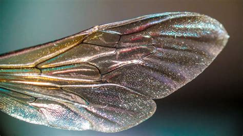 9 Different Types of Insect Wings (w/ Pictures) – DifferentTypes.net