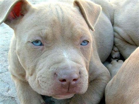 Baby Red Nose Pitbull With Blue Eyes