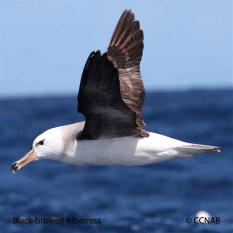 Black-browed Albatross (Thalassarche melanophris) - BBAL