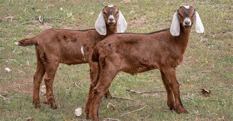 Nubian Goat - A-Z Animals