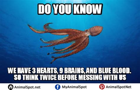 Octopus Memes