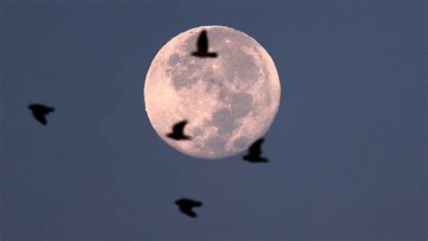 Harvest moon last supermoon of 2023, may be visible Thursday evening.