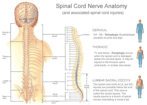 Anatomy for first aiders: the spinal cord - First Aid for Free