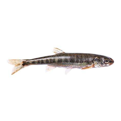 Fathead Minnow – MyFishTruck