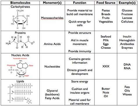 Function of Carbohydrates | Definition-Classifications-Examples