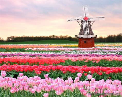 Tulip Fields Netherlands HD Wallpaper - windows 10 Wallpapers