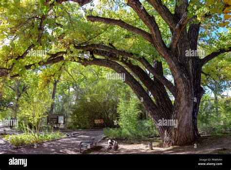 New mexico state tree hi-res stock photography and images - Alamy