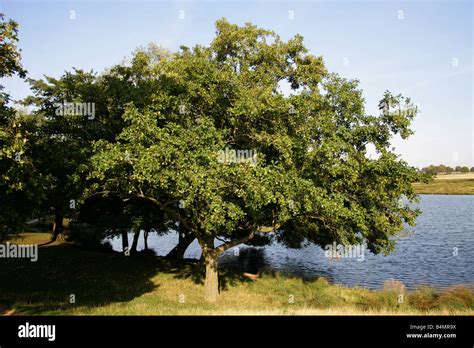 Black Alder, European Alder or Common Alder Tree, Alnus glutinosa Stock ...