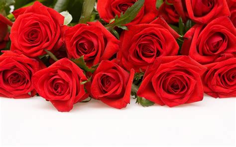 Red Roses With White Backgrounds - Wallpaper Cave