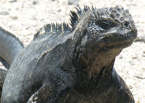 Galapagos Islands wildlife | Travel guide | Audley Travel US