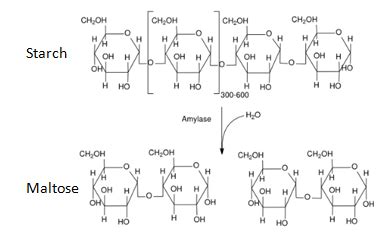 Starch is converted to maltose by the enzyme