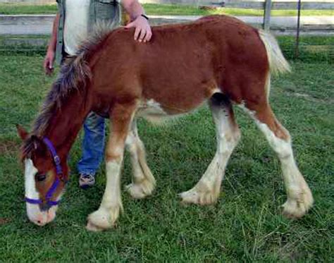 clydesdale-foal | Baby Animal Zoo