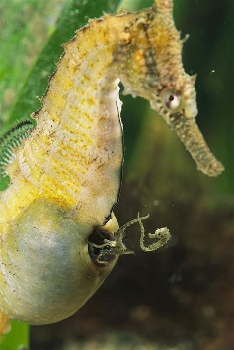 The Queen is not Amused...but I am. — odditiesoflife: Male Seahorse Giving Birth