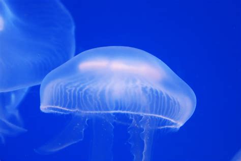 Aquarium jellyfish Free Photo Download | FreeImages