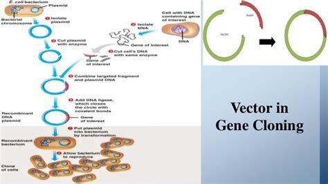 Cloning vectors