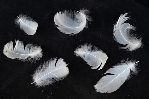 Premium Photo | White swan feathers isolated on black background