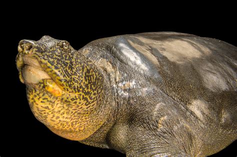 Yangtze Giant Softshell Turtle | RARE: Creatures of the Photo Ark | Official Site | PBS