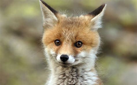 Cute Baby Fox Wallpaper - WallpaperSafari