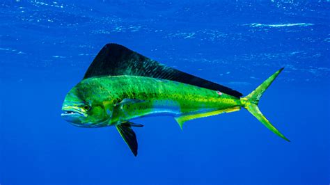 Species spotlight: Mahi-Mahi (aka dolphin) - Mississippi Sportsman