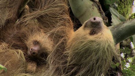 Sloth and baby resting in a tree - Stock Video Clip - K010/3623 - Science Photo Library