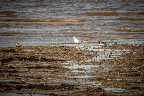 22nd October 2022 – Severn Estuary – Martin's Bird Blog & Nature Photos