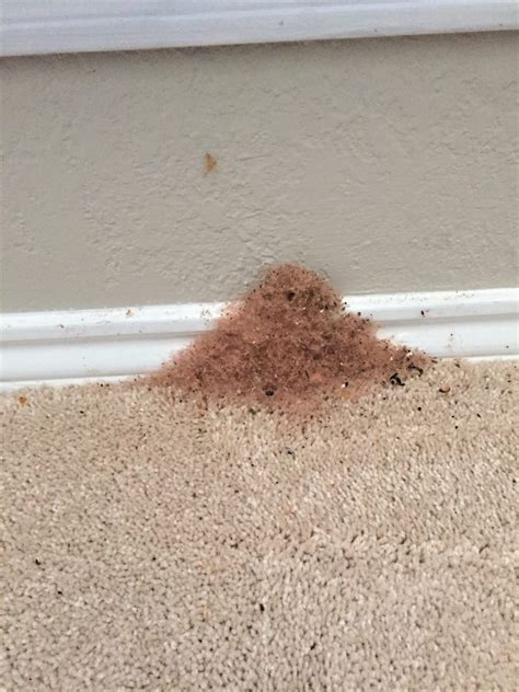 Carpenter Ant Control in Joshua Tx - Sureguard Termite & Pest Control ...