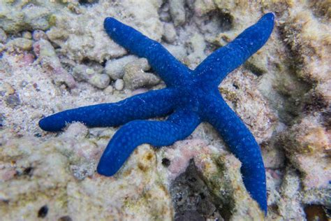 20 Bizarre and Beautiful Starfish Species