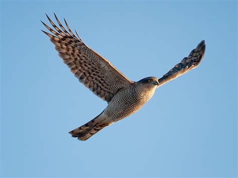 Sparrowhawk in flight | Tony McLean | Flickr