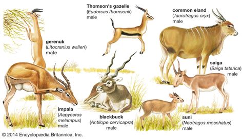 List African Animals With Horns : African Gazelles And Antelope Klipspringer Topi Ugandan Kob ...