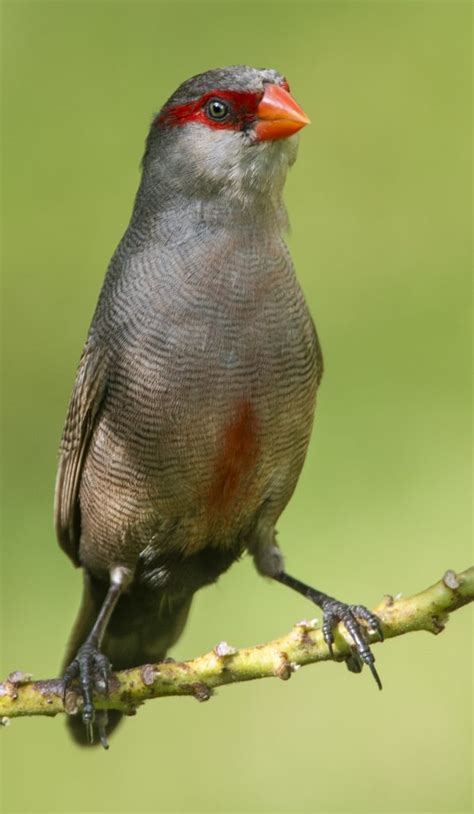 Common Waxbill - Owen Deutsch Photography