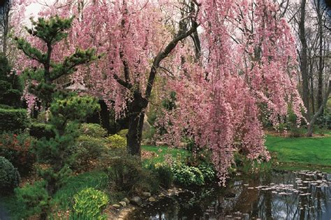 Flowering Cherry Trees: Grow an Ornamental Cherry Blossom Tree | Garden Design