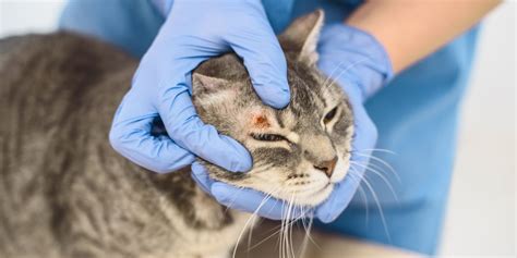 Ringworm in Cats: Causes, Symptoms, & Treatment - Cats.com