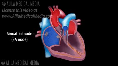 Cardiac Conduction System and Understanding ECG, Animation. on Make a GIF