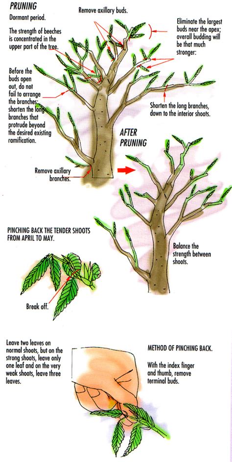 Pruning Deciduous Bonsai: Beech | Bonsai Bark