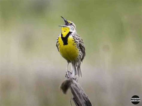 Kansas State Bird Western Meadowlark, State bird of 6 States