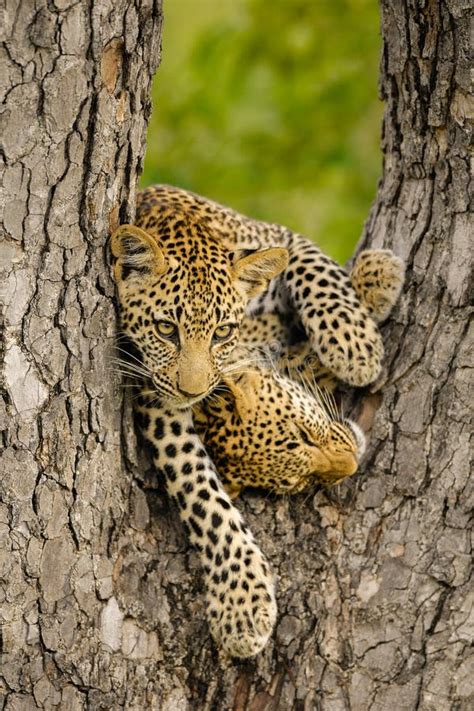 A Photograph of Two Young Leopard Cubs Playing in a Tree Stock Image - Image of feline ...