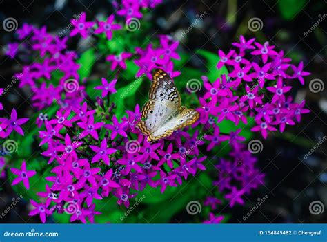 Purple Pentas Lanceolata Flower Stock Photo - Image of bloom, lanceolata: 154845482