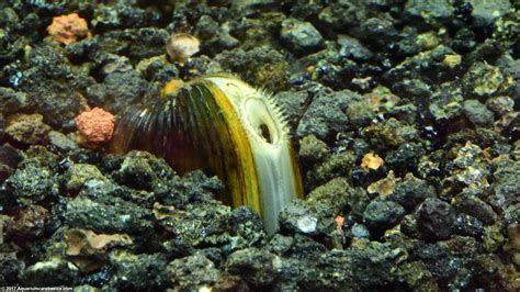 Freshwater Clams: Care, Food, Size, Lifespan & Tankmates - Video