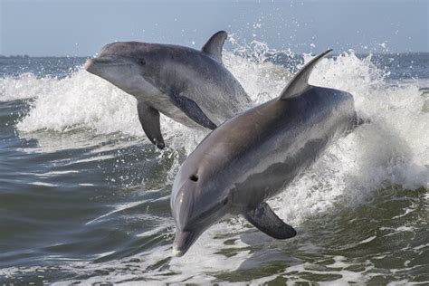 Bottlenose Dolphin - Facts and Beyond | Biology Dictionary