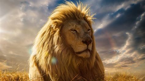 Lion King 4K Wallpapers - Top Hình Ảnh Đẹp