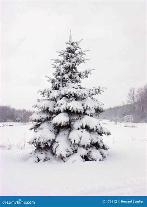 Snowy pine tree stock photo. Image of isolated, bough, lone - 176912